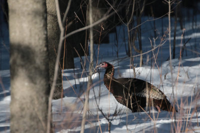 Dindon sauvage / Wild Turkey