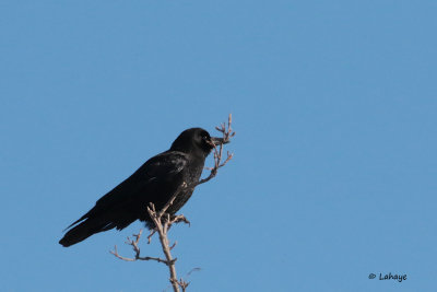 Corneille d'Amérique / American Crow
