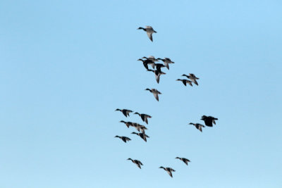 Canards colvert / Mallards