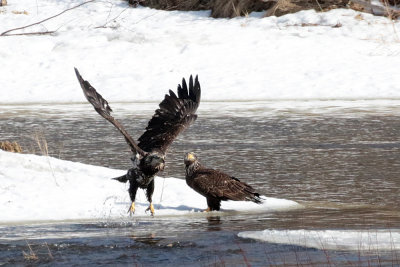 Pyguagues à tête blanche juvéniles (2 et 3ième année) - Bald Eagle