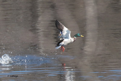 Canard colvert / Mallard