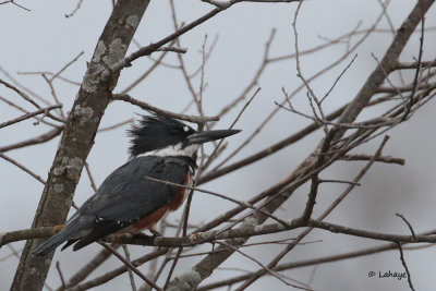 Martin-pêcheur d'Amérique femelle / Belter Kingfisher