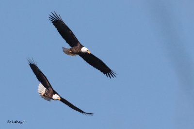 Pygatgue à tête blanche / Bald Eagle