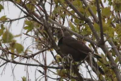 Vacher a tête brune / Brown-headed Cowbird