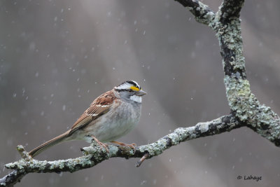Bruant a gorge blanche / White-throated Sparrow