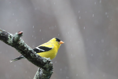 Chardonneret jaune / American Goldfinch
