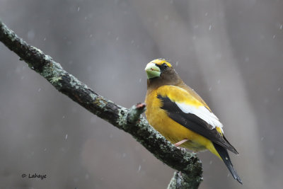 Gros-bec errant / Evening Grossbeak