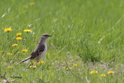 Moqueur polyglotte / Northern Mockingbird