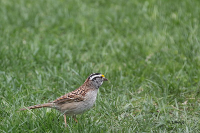Bruant à gorge blanche / White-throated Sparrow