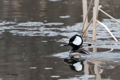 Harle couronné / Hooded Merganser