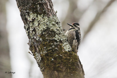 Pic maculé / Yellow-Bellied Sapsucker