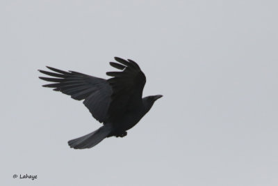 Corneille de rivage / Fish Crow