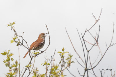 Moqueur roux / Brown Thrasher