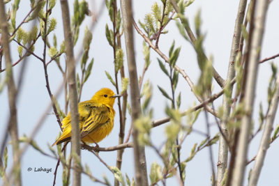 Paruline jaune / Yellow Warbler