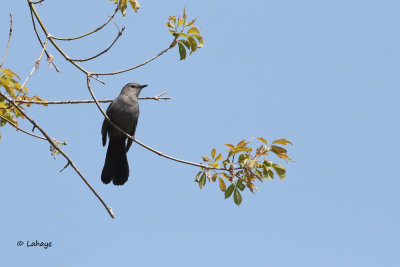 Moqueur chat / Gray Catbird