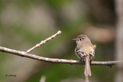 Moucherolle tchébec / Least Flycatcher