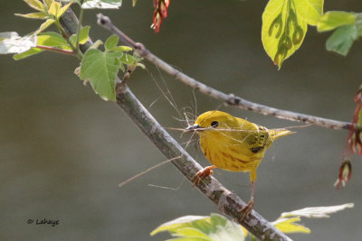 Paruline jaune / Yellow Warbler