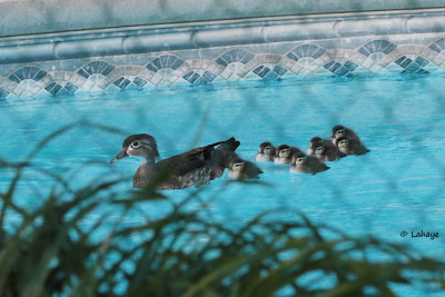 Canards branchus / Wood Ducks