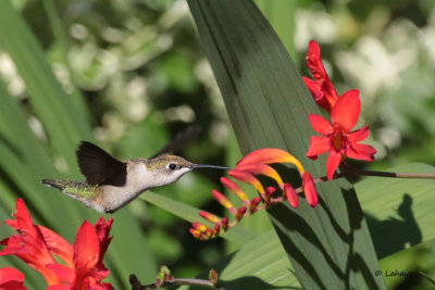 Colibri a gorge rubis femelle / Ruby-throated Hummingbird
