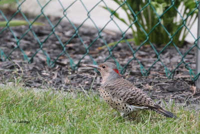 Pic flamboyant / Northern Flicker