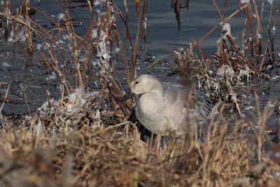 Oie des neiges / Snow Goose