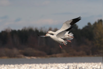 Oie des neiges / Snow Goose