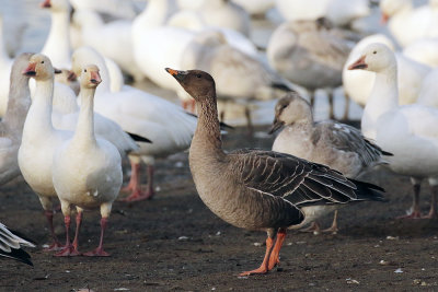 Oie de la toundra / Anser serrirostris