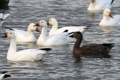 Oie des neiges forme sombre / Darak Snow Goose