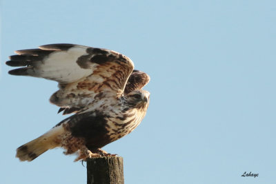 Buse pattue / Rough-legged Hawk