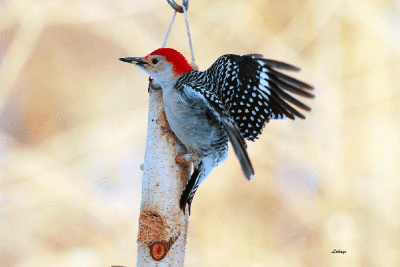 Pic à ventre roux mâle / Red-bellied Woodpecker