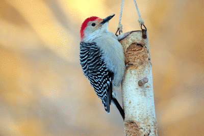 Pic à ventre roux mâle / Red-bellied Woodpecker