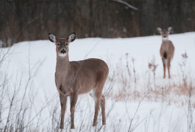 Chevreuil / Deer
