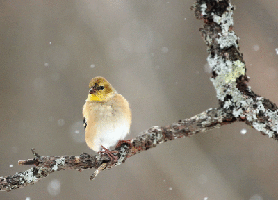 Chardonneret jaune / American Goldfinch