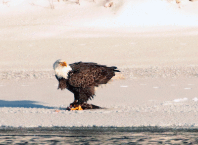 Pygargue à tête blanche / Bald Eagle