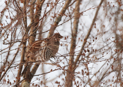 Gélinotte huppé / Ruffed Grouse