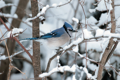 Geai bleu / Blue Jay