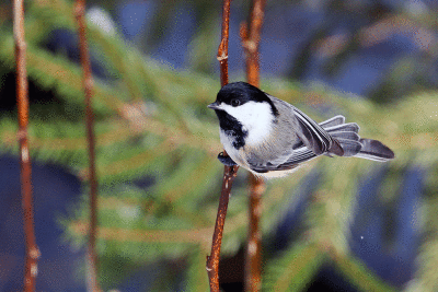 Mésange à tête noire / Black-capped Chickadee
