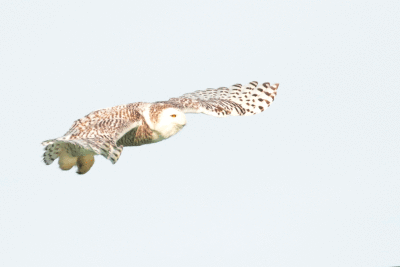 Harfang des neiges / Snowy Owl