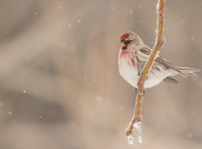 Sizerin flammé / Common Redpoll