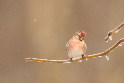 Sizerin flammé / Common Redpoll