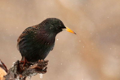 Étourneau sansonnet / European Starling
