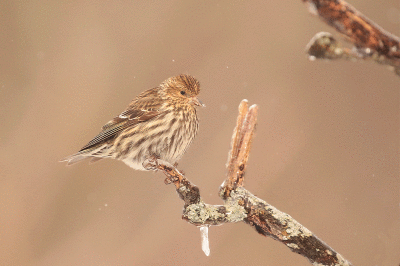 Tarin des pins / Pine Siskin