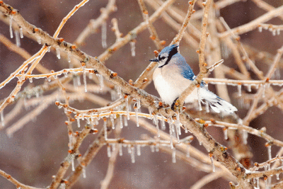 Geai bleu / Blue Jay