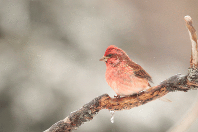 Roselin pourpré male / Purple Finch