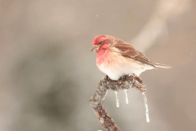 Roselin pourpré male / Purple Finch