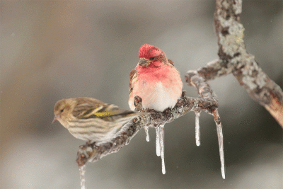 Tarin des pins et Roseline pourpré