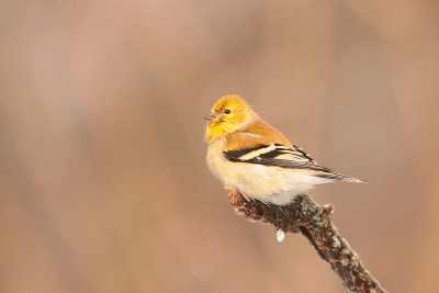 Chardonneret jaune / American Goldfinch