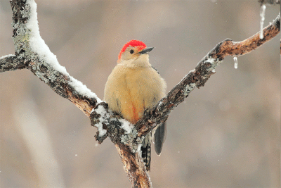 Pic à ventre roux mâle / Red-bellied Woodpecker