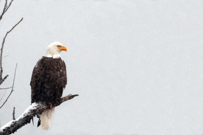 Pygargue à tête blanche / Bald Eagle