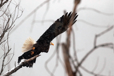 Pygargue à tête blanche / Bald Eagle